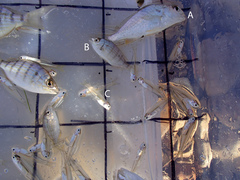 Leiostomus xanthurus