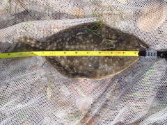 Paralichthys lethostigma