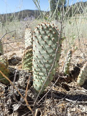 Opuntia basilaris brachyclada