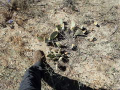 Opuntia basilaris brachyclada