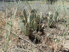 Opuntia basilaris brachyclada