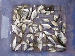 Bairdiella chrysoura