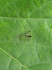 Condylostylus nebulosus