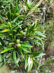 Podocarpus glomeratus