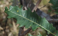 Banksia dentata