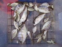 Bairdiella chrysoura
