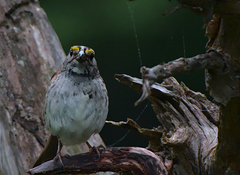 Zonotrichia albicollis image