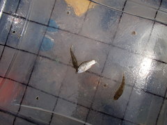 Cyprinodon variegatus variegatus