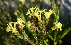 Gnidia oppositifolia