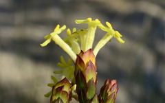 Gnidia oppositifolia