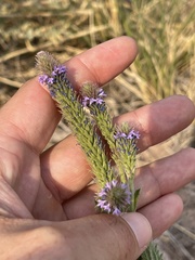 Verbena macdougalii