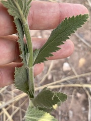 Verbena macdougalii