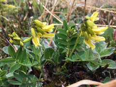 Astragalus umbellatus