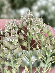 Lepidium appelianum