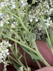 Lepidium appelianum