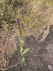 Verbena macdougalii