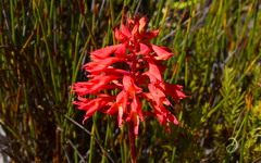 Disa ferruginea