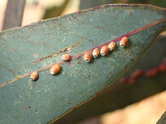 Eriococcus