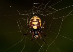 Araneus ejusmodi