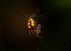 Araneus ejusmodi