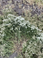 Lepidium appelianum