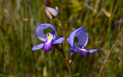 Disa graminifolia