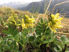 Astragalus umbellatus