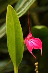 Masdevallia amabilis