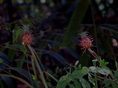 Ananas comosus microstachys