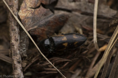 Selatosomus suckleyi