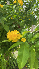 Tecoma stans