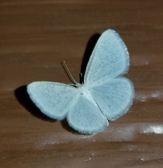 Protitame virginalis