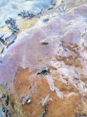 Drunella coloradensis