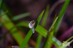 Systoechus candidulus