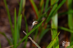 Systoechus candidulus