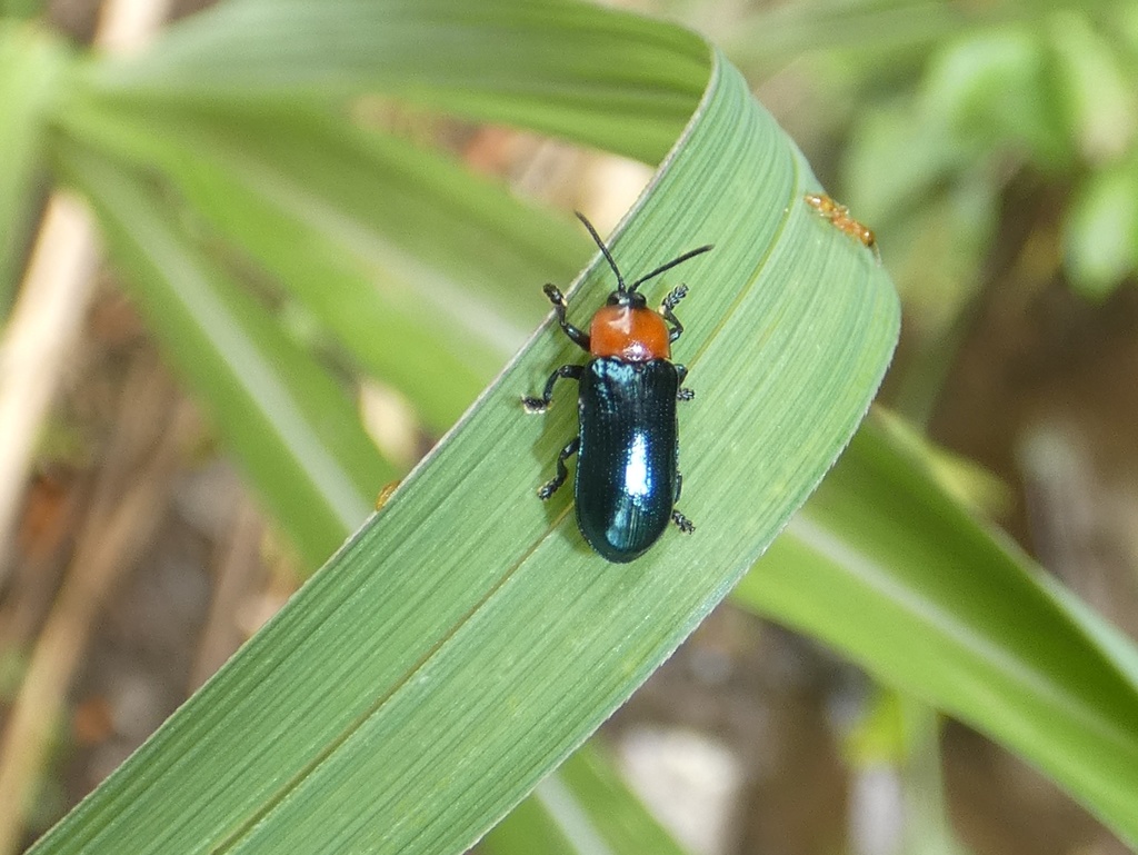 Oediopalpa guerinii