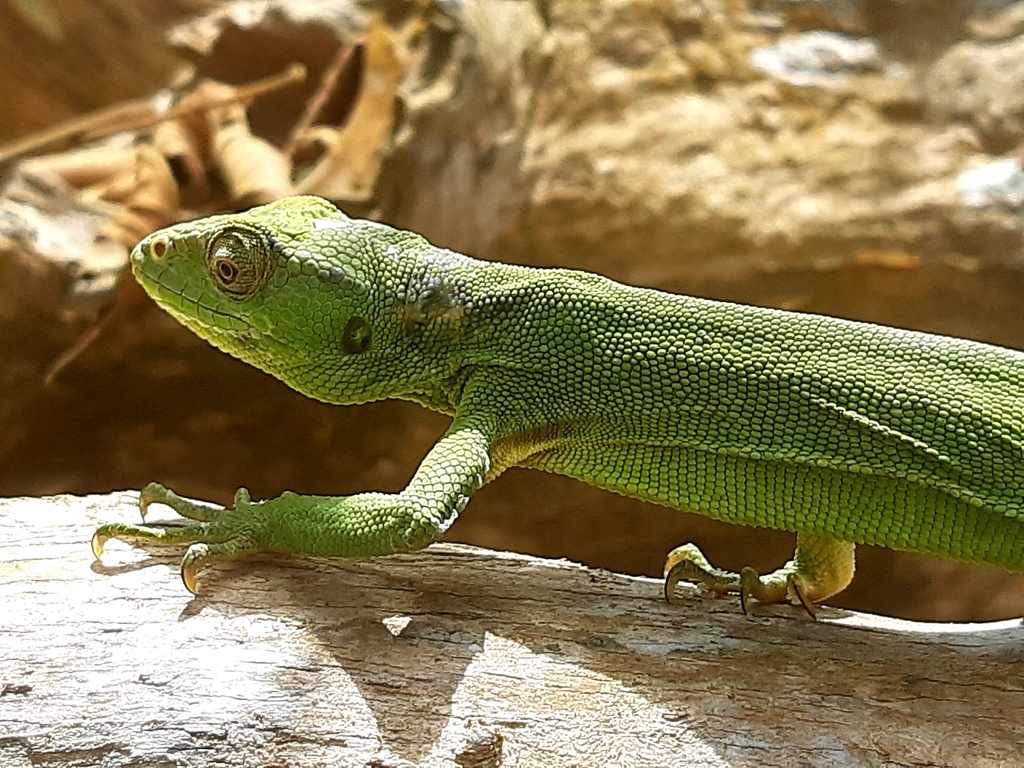 Werner's Bush Anole