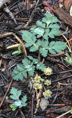 Lomatium martindalei