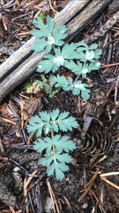 Lomatium martindalei