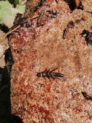 Hesperoperla pacifica