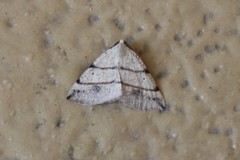 Drepanulatrix bifilata