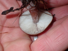 Rhodocollybia incarnata