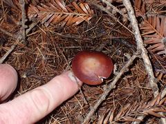 Rhodocollybia incarnata
