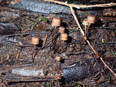 Mycena mamaku