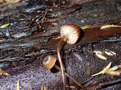 Mycena mamaku