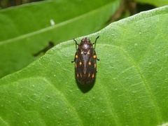 Ocoaxo septemnotatus