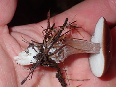 Rhodocollybia incarnata