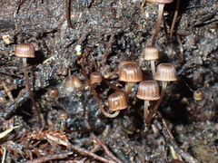 Mycena mamaku