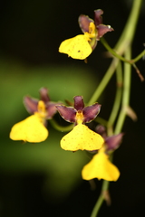 Cyrtochilum aureum