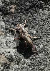 Hesperoperla pacifica